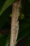 Climbing hydrangea